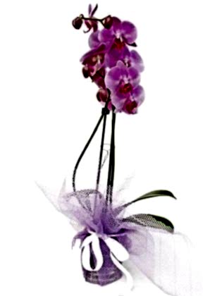 Bugüne Özel  Aşkıma Mor Orkide